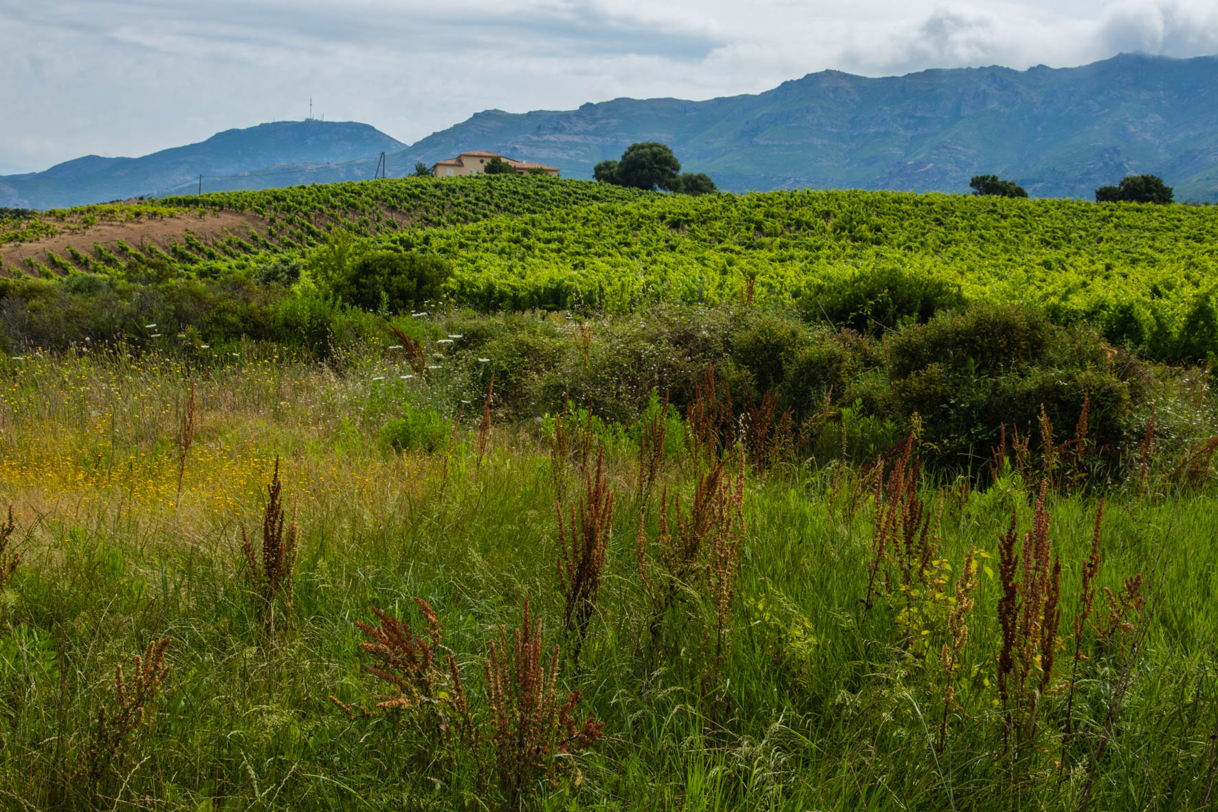 Oletta, vineyard in Corsica. Wijngaarden.