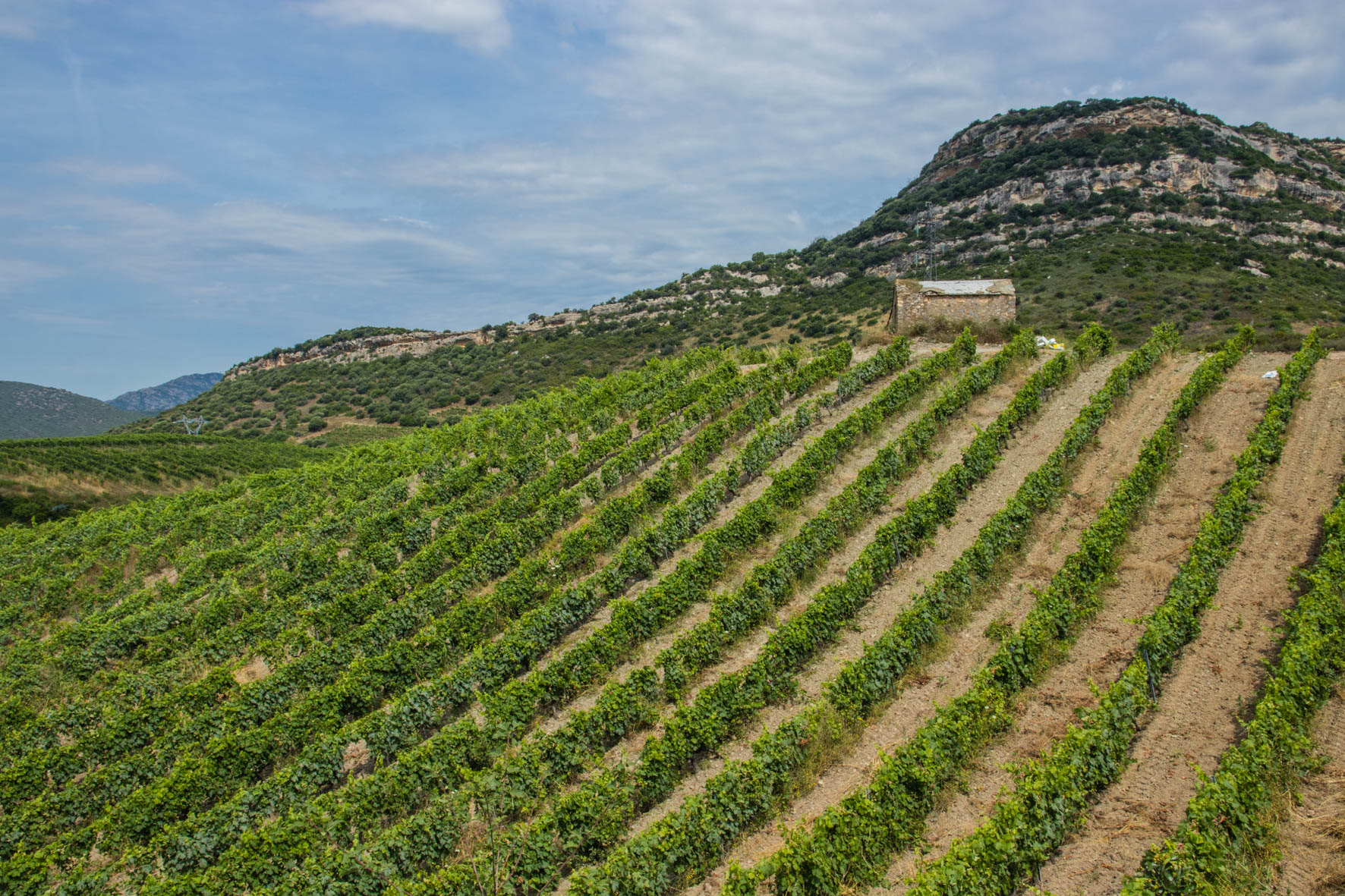 Oletta, vineyard in Corsica. Wijngaarden.