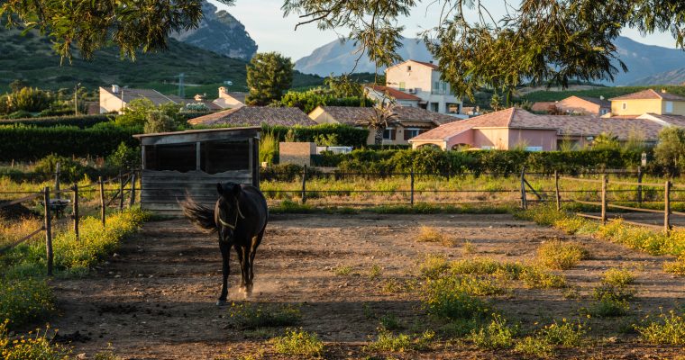 Oletta in Corsica: verblijf op een paardenranch tussen de wijngaarden