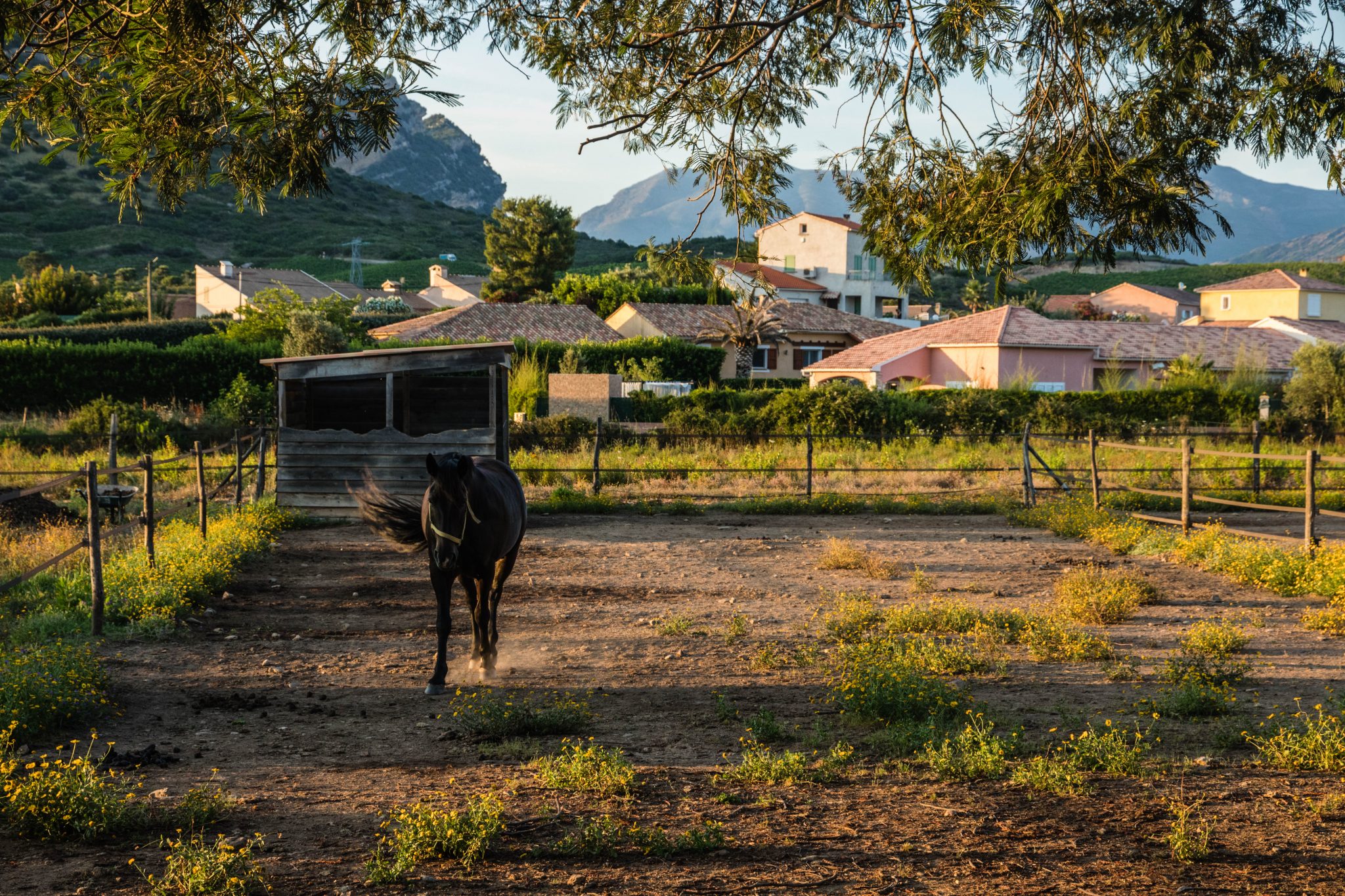 Oletta in Corsica: verblijf op een paardenranch tussen de wijngaarden