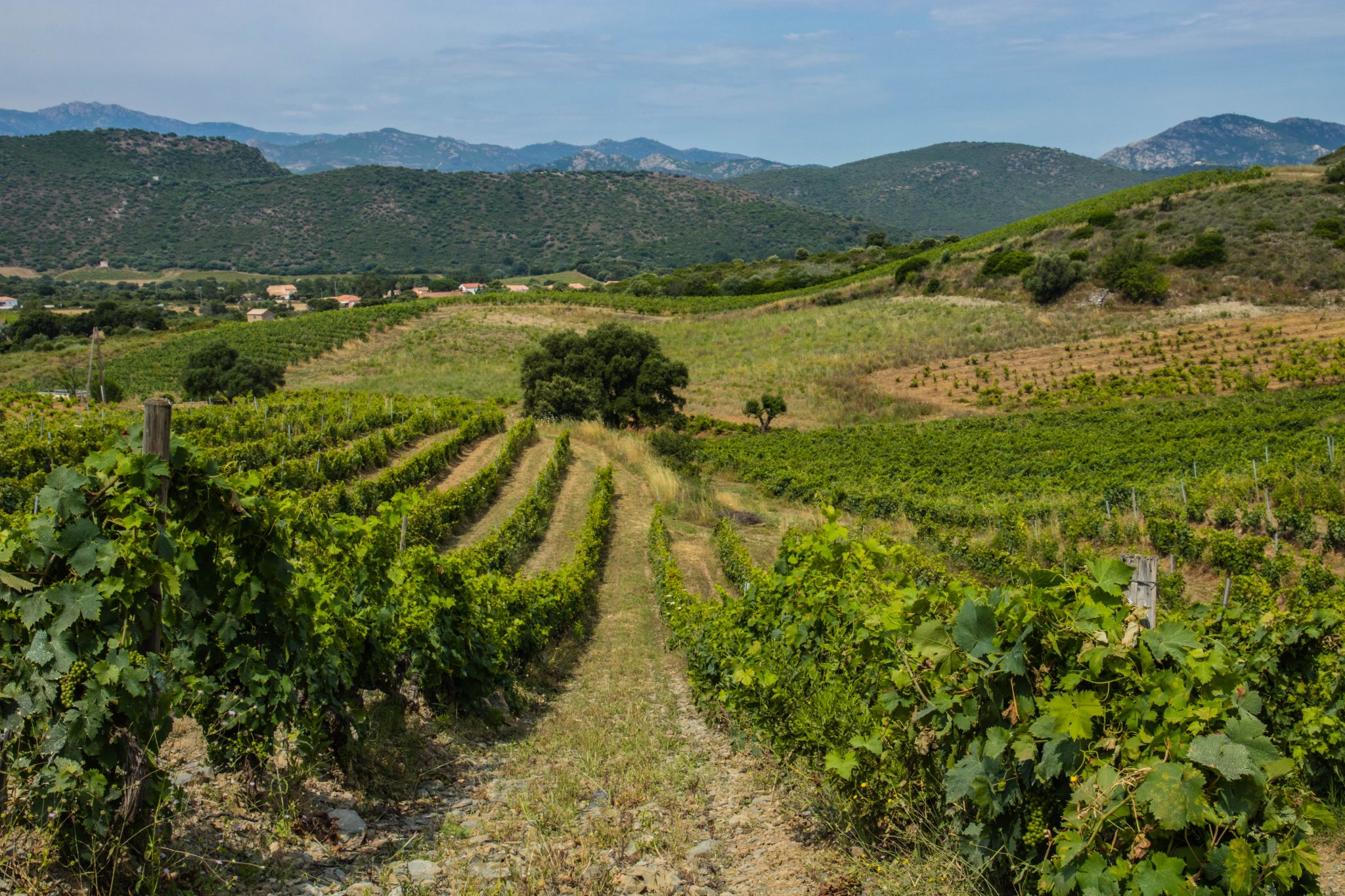 Galerij Oletta: wijngaarden in Corsica
