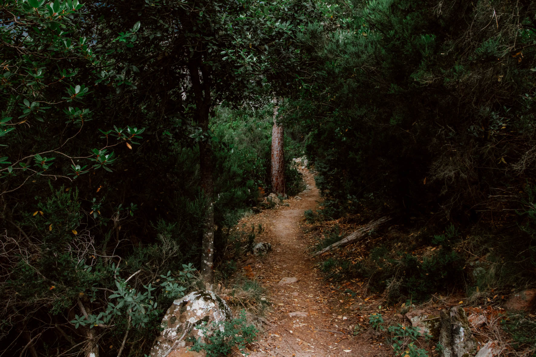 Forêt de Bonifatu. Corsica.