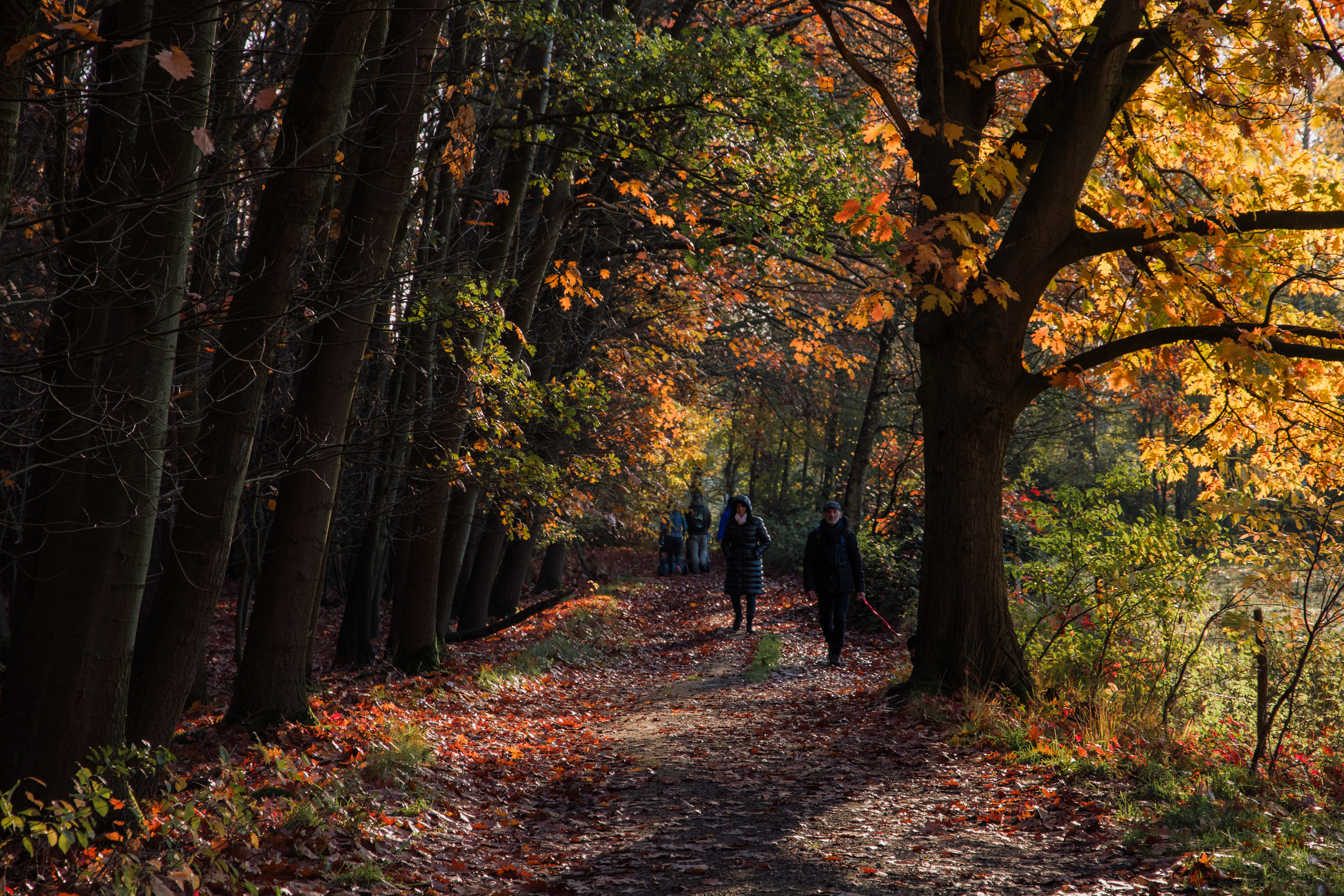 Munsterbos in Bilzen: mijn eerste herfstfoto’s